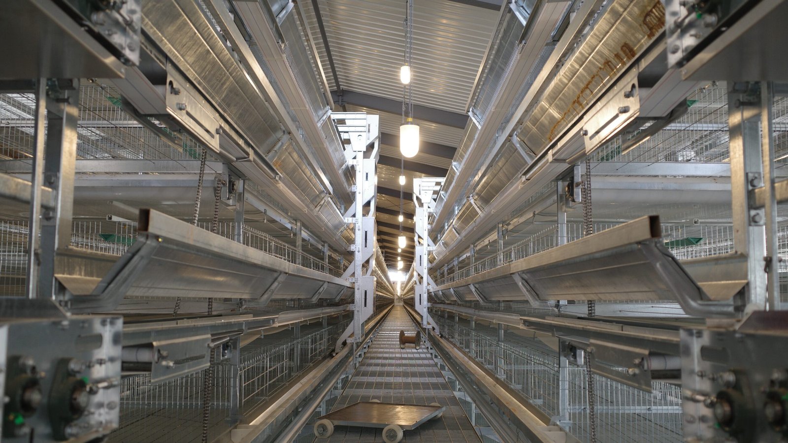 Steel-Structure-Chicken-Industrial-Base-06