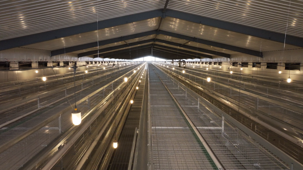 Steel-Structure-Chicken-Industrial-Base-07